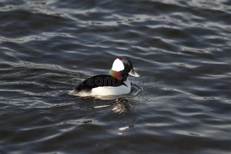 Close Up Of A Male Bufflehead Duck Swimming With Iridescence Stock