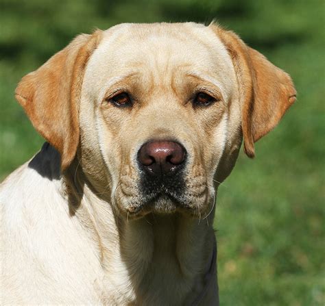 Malibu Yellow Labrador Female English Labrador Retrievers