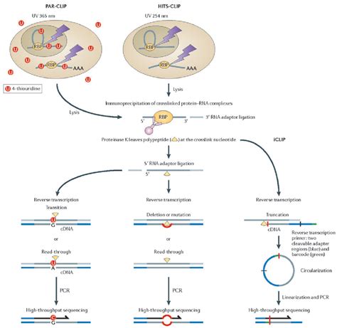 Figure From Transcriptome Maps Of Mrnp Biogenesis Factors Define