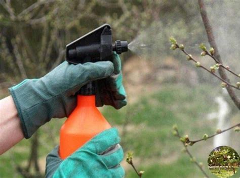 Чем опрыскивать деревья: обработка сада весной от вредителей (тли и ...