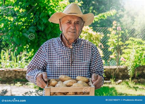 Agricultor Con Caja De Patatas De La Cosecha En El Campo U Huerto