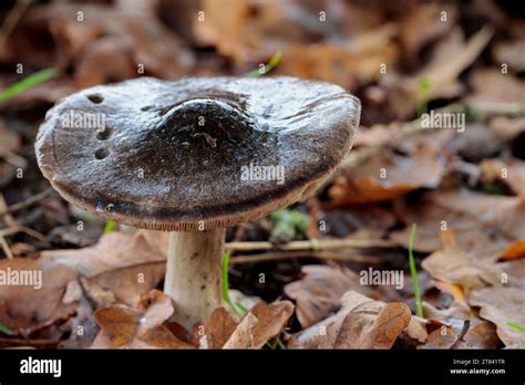 Woodland Fungi Winter Season Uk Grey Cap Raised Centre Creamy White