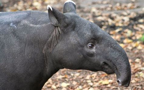 Más De 10 Especies Que Habitan En Jujuy Están En Peligro De Extinción