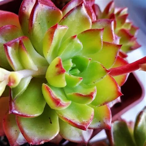 Эхеверия Виды И Разновидности Фото С Названиями – Telegraph