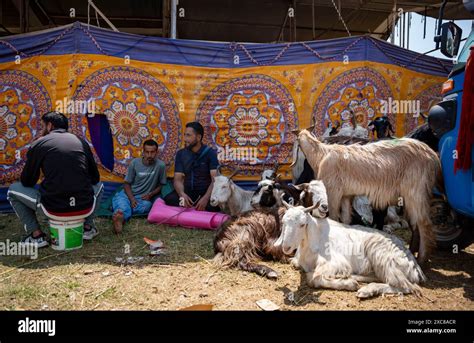 Srinagar India Th June Livestock Sellers Wait For Customers