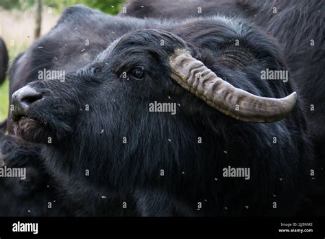 Portrait Of A Water Buffalo Bubalus Bubalis Shaking Flies Away Stock