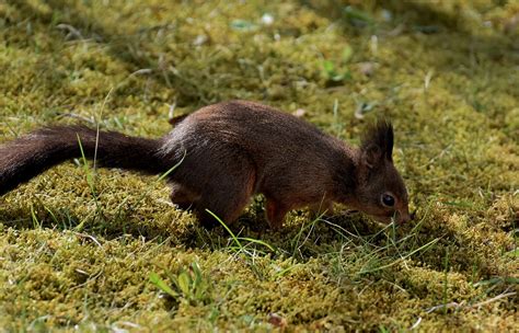 Eichhörnchen Nagetier Tierwelt Kostenloses Foto auf Pixabay Pixabay