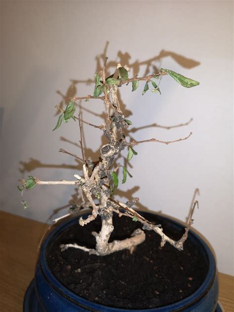 How To Save Dead Bonsai Tree