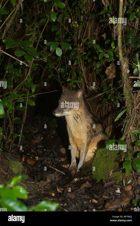 Fanaloka Ou Rayures De Civette Malgache Fossa Fossana Parc National