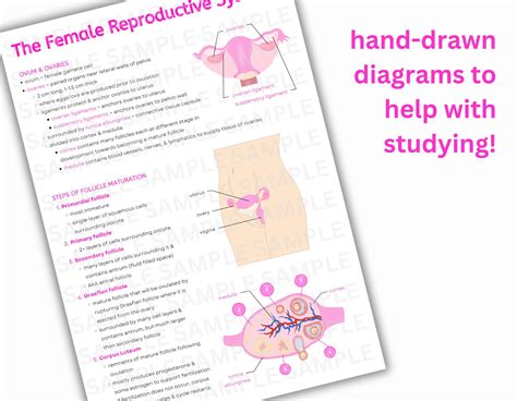 Reproductive System Notes Intro To Reproductive System Female And Male Anatomical Diagrams Cheat