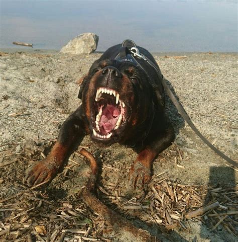 A Dog Laying On The Ground With Its Mouth Open