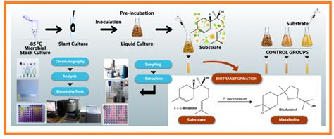 Acg Publications Microbial Transformation Of α Bisabolol Towards