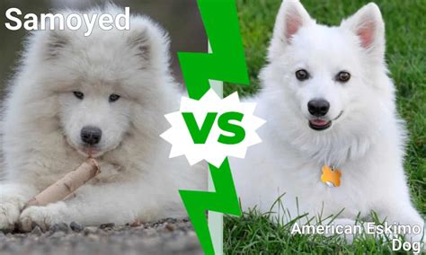 American Eskimo Dog Breed Complete Guide A Z Animals
