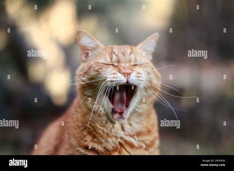 Close Up Of Yawning Ginger Tabby Cat Outside Head Shot Of Funny Orange