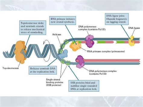 Enzymes Involved In Dna Replication Ppt