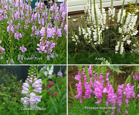 Физостегия виргинская (physostegia virginiana): посадка и уход, фото