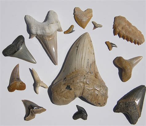 Shark Teeth Fossils