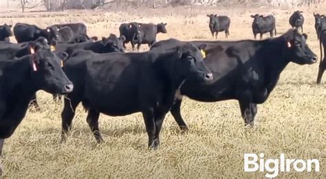 Blk Angus Mature Bred Cows Bid Per Head Bigiron Auctions
