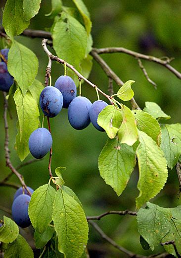 plum tree pictures images  facts  plums