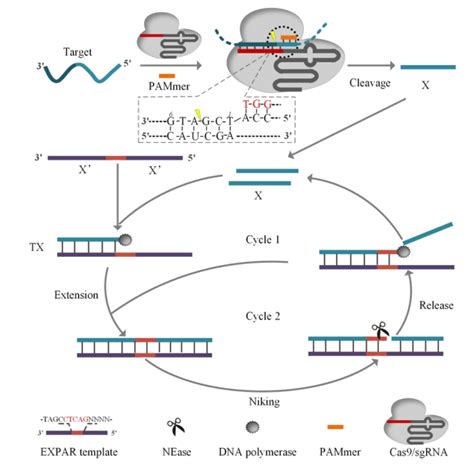 基于crisprcas9系统的新一代体外诊断技术 技术前沿 资讯 生物在线