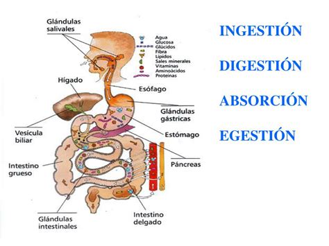 Ppt El Sistema Digestivo Tubo Digestivo Y Gl Ndulas Anexas