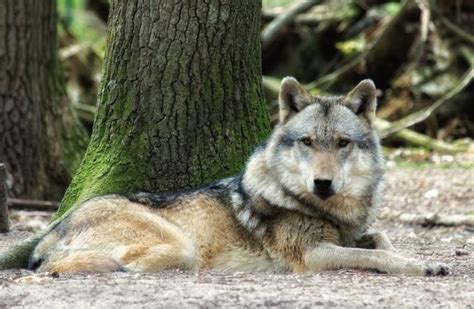 Perros grandes - Plumas y PatitasPlumas y Patitas