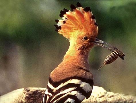 Animaux Oiseaux La Huppe fasciée