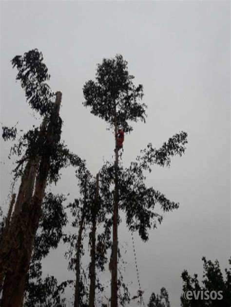 Corte Y Poda De Arboles Con Motocierra En Santiago Otros Servicios