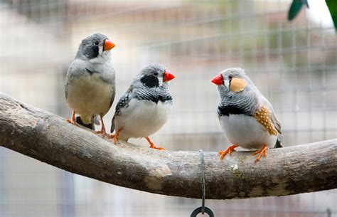 Do Zebra Finches Make Good Pets Pets Retro