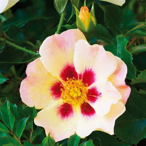 Роза Пастель Бэбилон Айс — фото и описание сорта с отзывами