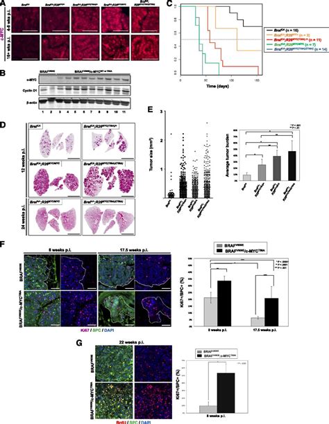 Diminished Wnt Catenin C Myc Signaling Is A Barrier For Malignant