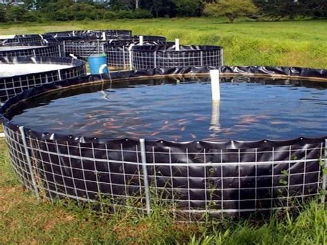 Aprender Sobre Imagem Fish Farming Courses Br Thptnganamst Edu Vn