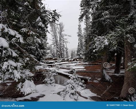 Clearing In A Snow Covered Forrest Stock Image Image Of Covered