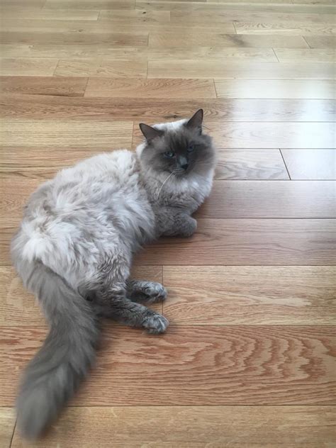 Ragdoll cat male | in Blackhall, Edinburgh | Gumtree