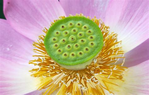 Lotus Flower Water Free Photo On Pixabay Pixabay
