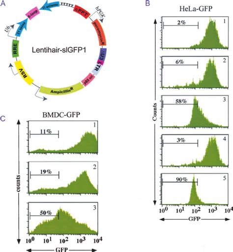 Knockdown Of Gfp Expression By Lentivirus Delivered Rnai A