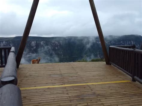 Amea Ado De Extin O Lobo Guar Visto Em C Nion De Cambar Do Sul