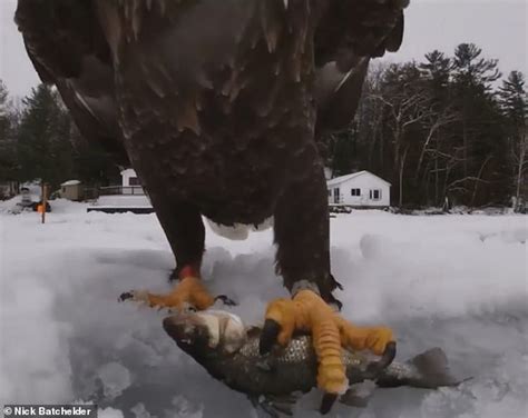 What A Catch Bald Eagle Steals Fishermans First Fish Of The Day In