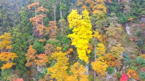 瞰见丨万年古银杏秋染天目山纪录湃澎湃新闻 The Paper