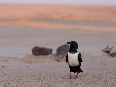 Pied Crow Bird Facts (Corvus albus) | Birdfact