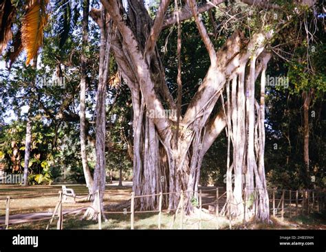 Banyan Epiphyte Plant Ficus Benjamina Fig Parasite Growing On Tree In