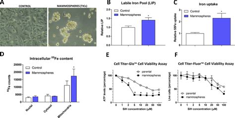 Appearance Labile Iron Pool Iron Uptake Intracellular Localization