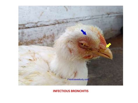 Unit 27 Diseases of Poultry.pptx