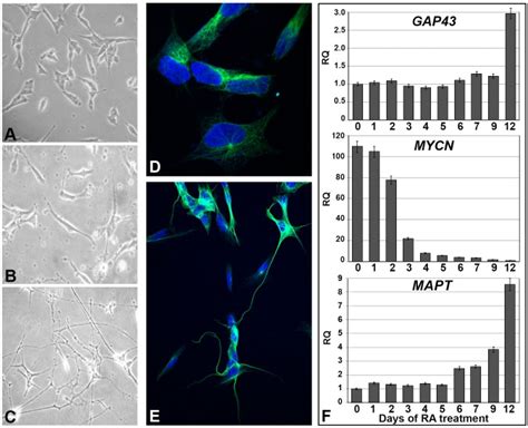 Hlxb Gene Expression And Nuclear Location During In Vitro Neuronal