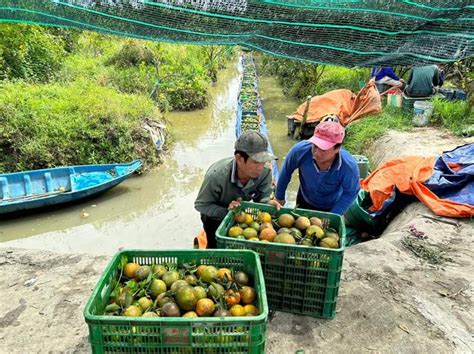 Đàm Phán Xuất Khẩu Cam Sành Sang Trung Quốc