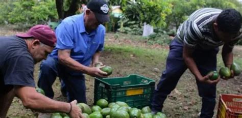 Estados Unidos Reactiva Exportaciones De Aguacate En Michoac N Con Plan