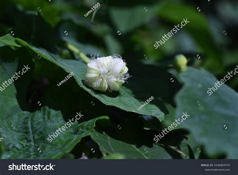 Japanese Snake Gourd Flowers Cucurbitaceae Perenniial Stock Photo