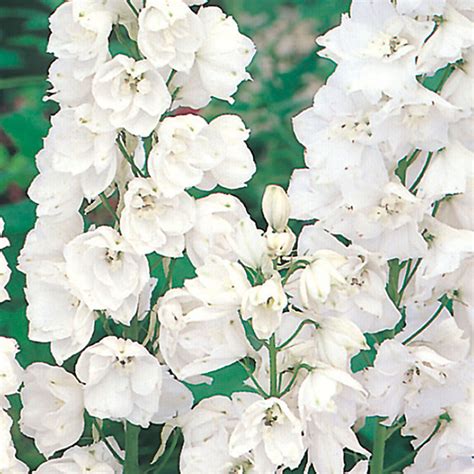 Johnsons Delphinium Galahad Flower Seeds Wilko