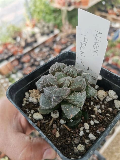 Haworthia Cooperi Cv Magic Thorn Japan Siracactus Online