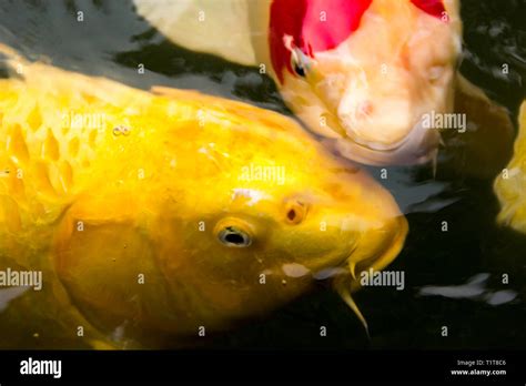 Koi Fishes In Japanese Garden Stock Photo Alamy